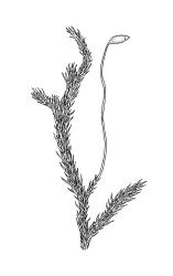 Brachythecium plumosum, habit with capsule. Drawn from A.J. Fife 6593, CHR 405566.
 Image: R.C. Wagstaff © Landcare Research 2019 CC BY 3.0 NZ